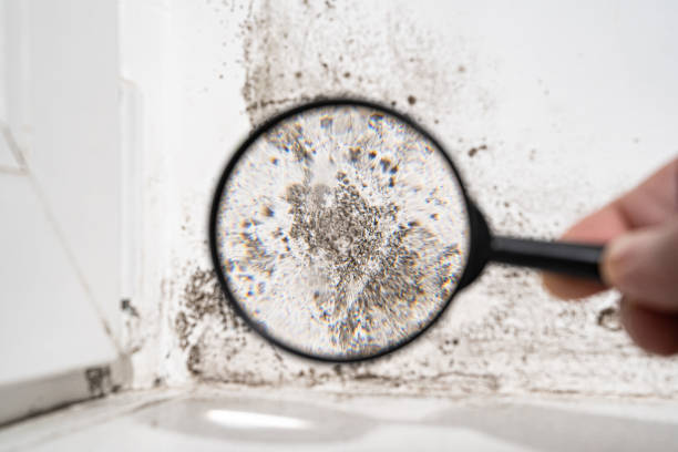 Reliable Chattahoochee, FL Mold Remediation Solutions